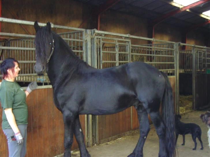 Frieser Liekele billede 4