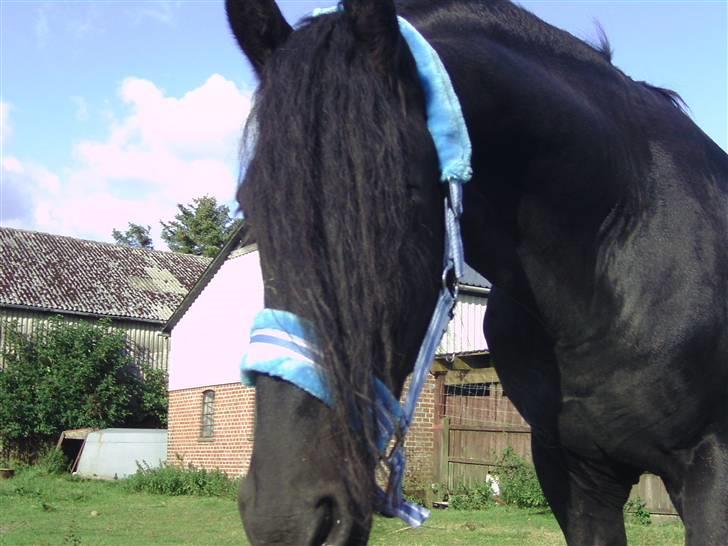 Frieser Liekele billede 5