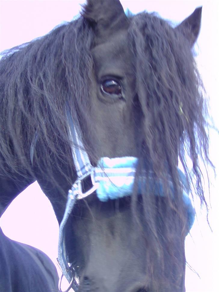 Frieser Liekele billede 6