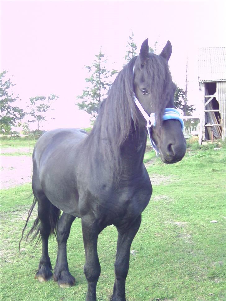 Frieser Liekele billede 7