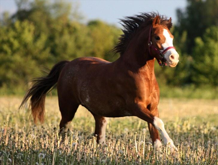 Welsh Pony af Cob-type (sec C) Thers Hey Harlekin - B-pony!! - Ude på marken. (: <3 Foto: Mig billede 8