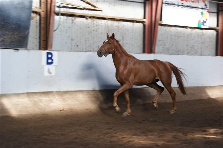 Dansk Varmblod Danheats Tjarkie - Bambini løs i ridehuset, fra da jeg havde ham på prøve <3 :) billede 3