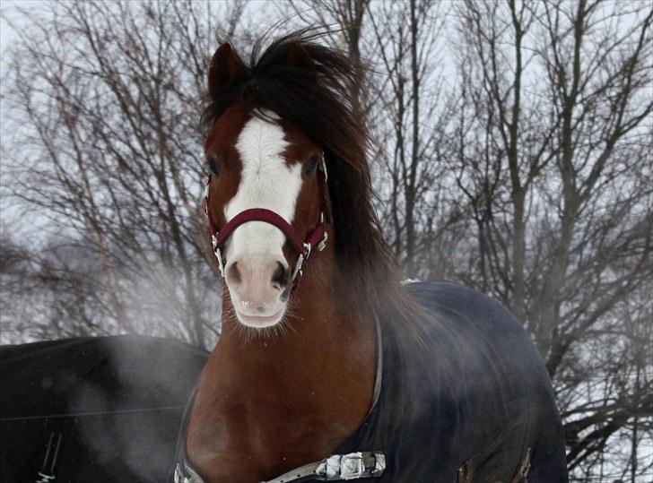 Welsh Pony af Cob-type (sec C) Thers Hey Harlekin - B-pony!! - Se mig!!! ;D Foto: Helene billede 12