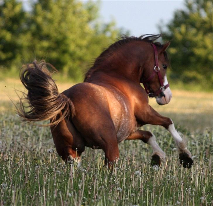 Welsh Pony af Cob-type (sec C) Thers Hey Harlekin - B-pony!! - Ude på marken (: Foto: Mig billede 9