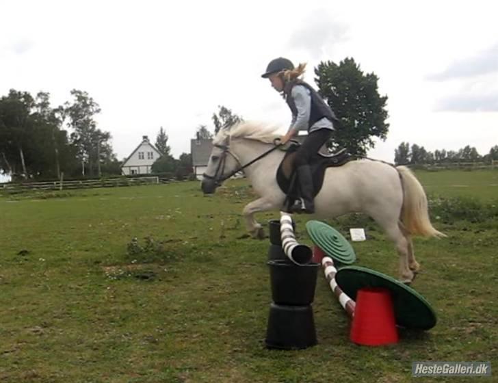 Anden særlig race | Laurine - et spring på 60 cm. billede 7