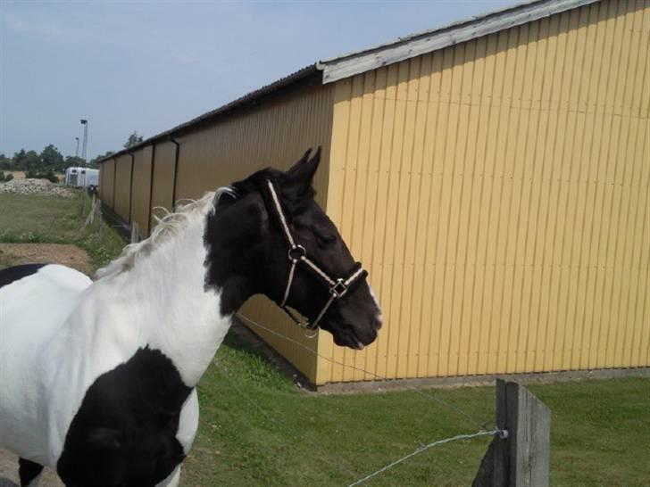 Pinto Pinto <3 (Aflivet) R.I.P. billede 20