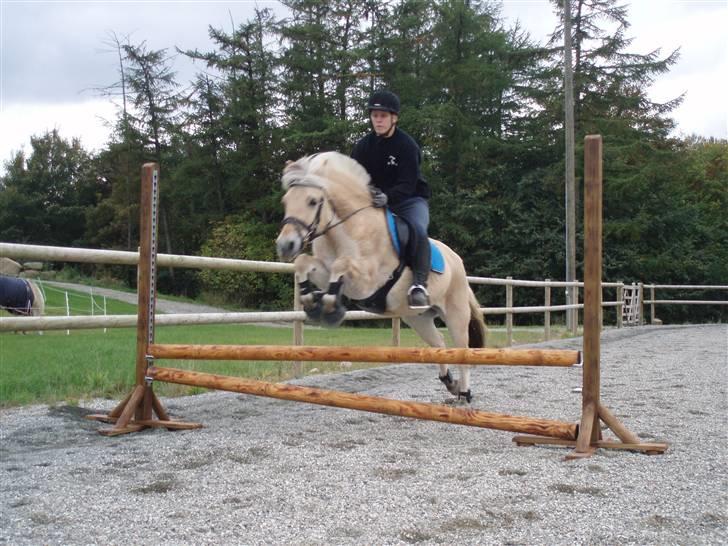 Fjordhest Pan - De bliver bare bedre og bedre (okt 09) billede 18
