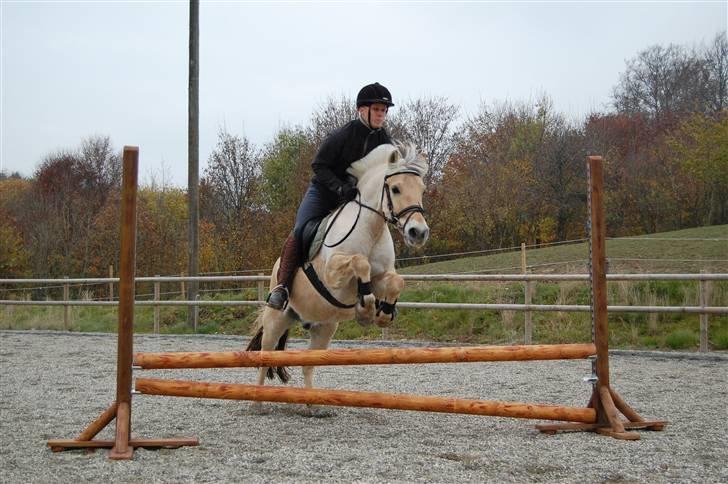 Fjordhest Pan - Bemærk lige Pandemands ører ;)  Træning 1 nov 09 billede 19