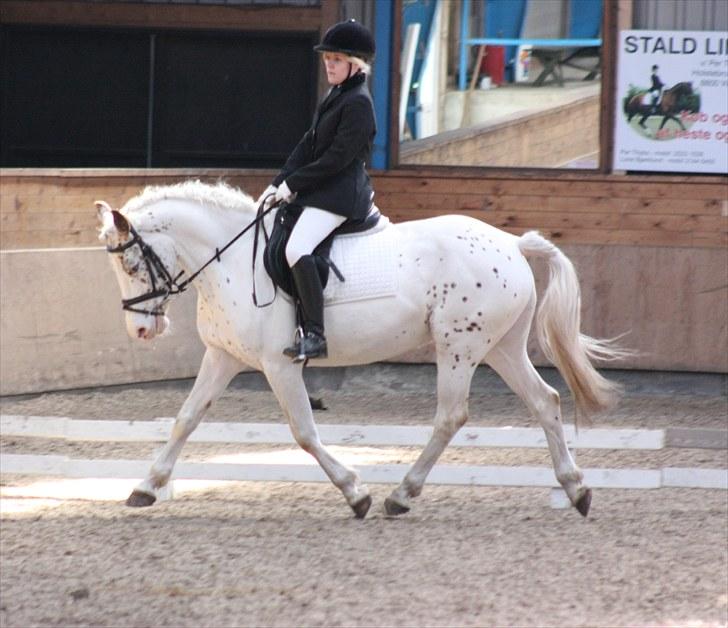 Anden særlig race Rødhætte - LB2 i VIR d. 9. maj 2010 (foto: Nikoline) billede 14