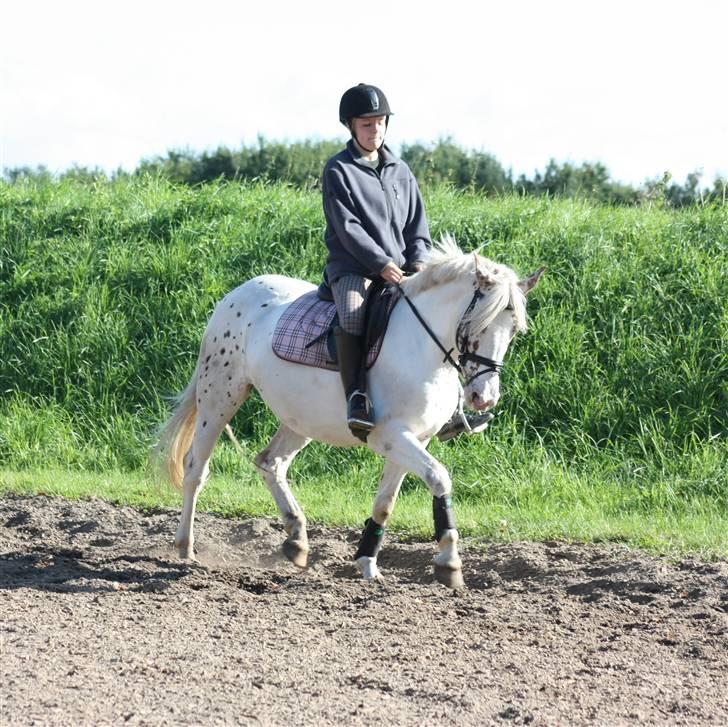 Anden særlig race Rødhætte - September 2009 (foto: Nikoline) billede 15