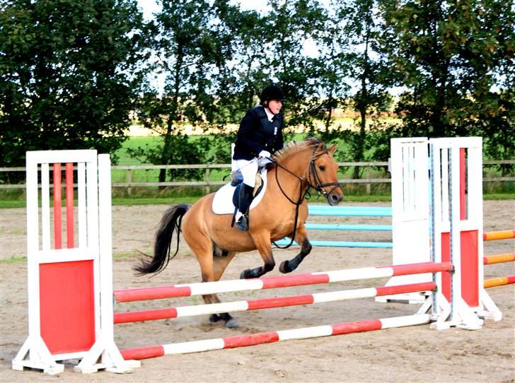 Anden særlig race Seven - : foto daddie/far billede 13