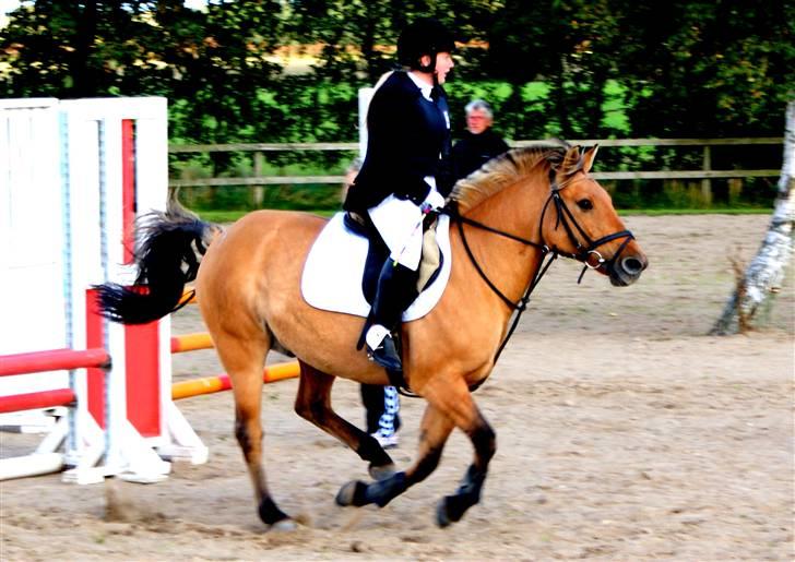 Anden særlig race Seven - : foto daddie/far billede 14