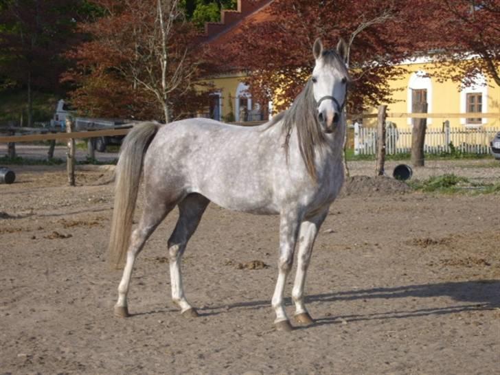 Arabisk fuldblod (OX) delli billede 1