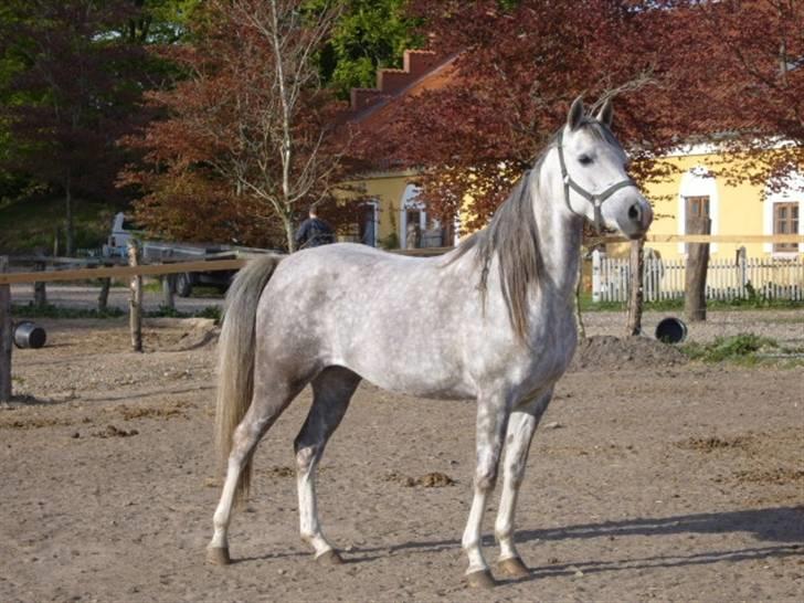 Arabisk fuldblod (OX) delli billede 2