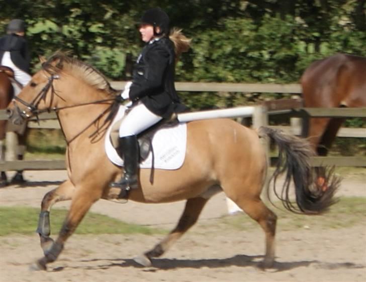 Anden særlig race Seven - : foto daddie/far billede 16