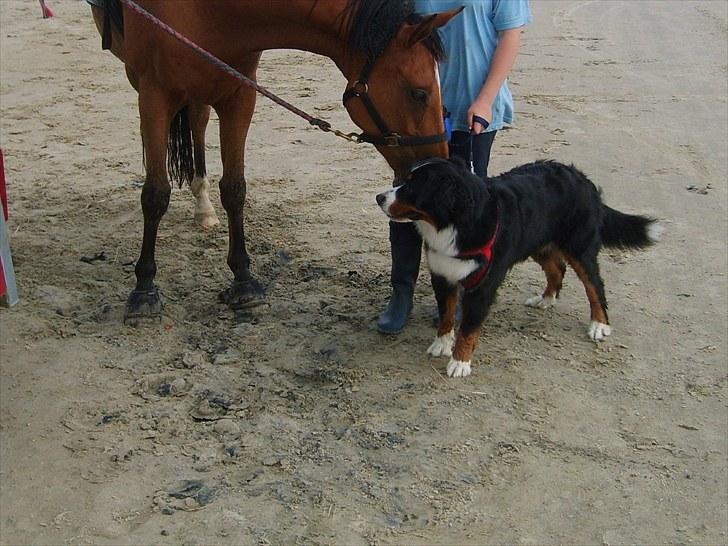 Anden særlig race San Diego - Diego og emy (vores hund) ;D <3  *Foto:Uwe* billede 3