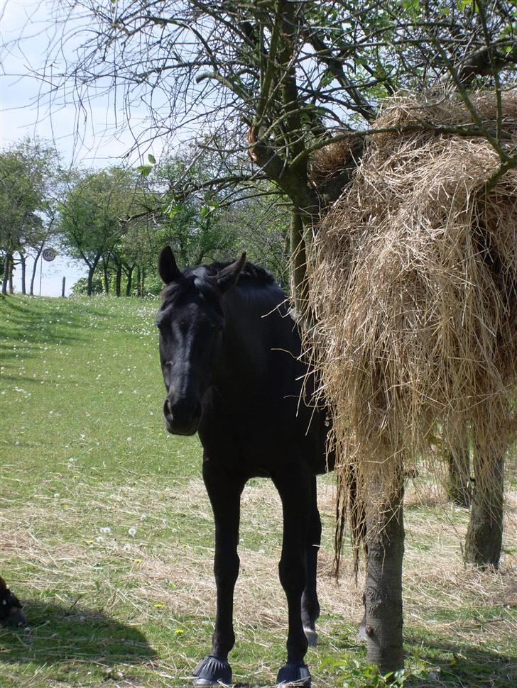 Dansk Varmblod Sahra- Må du hvile i fred billede 8