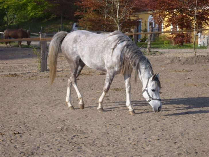 Arabisk fuldblod (OX) delli billede 3