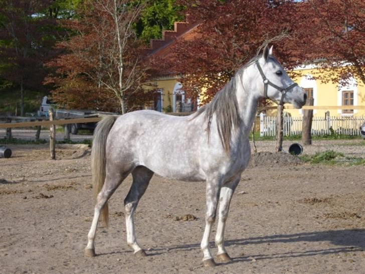 Arabisk fuldblod (OX) delli billede 4