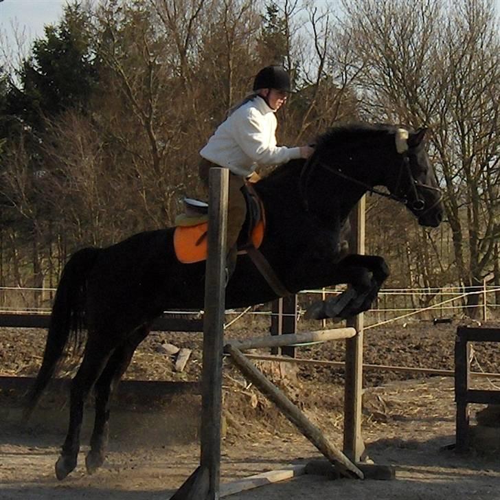 Dansk Varmblod Sahra- Må du hvile i fred billede 9