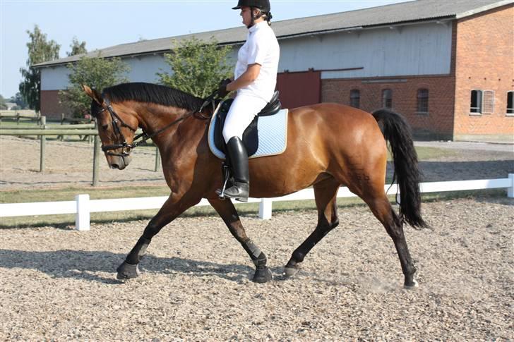 Dansk Varmblod Schwiggi Kira billede 1