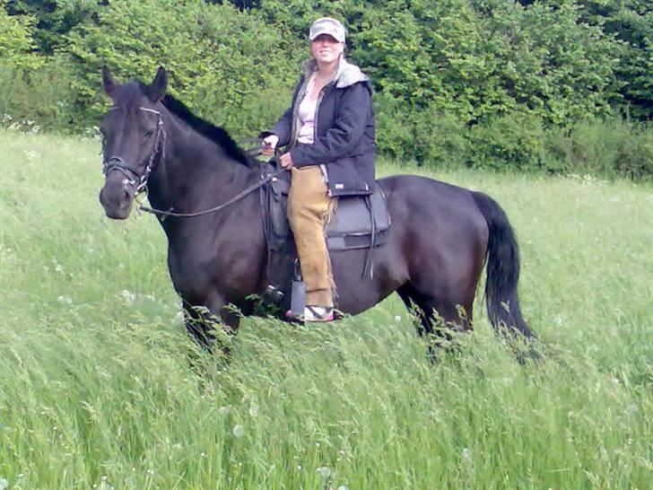 Dansk Varmblod Sahra- Må du hvile i fred billede 10