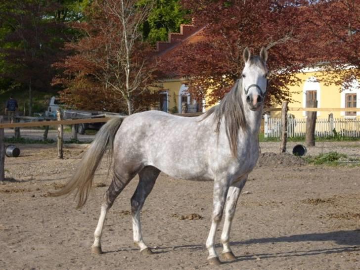 Arabisk fuldblod (OX) delli billede 5