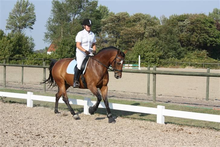 Dansk Varmblod Schwiggi Kira billede 3