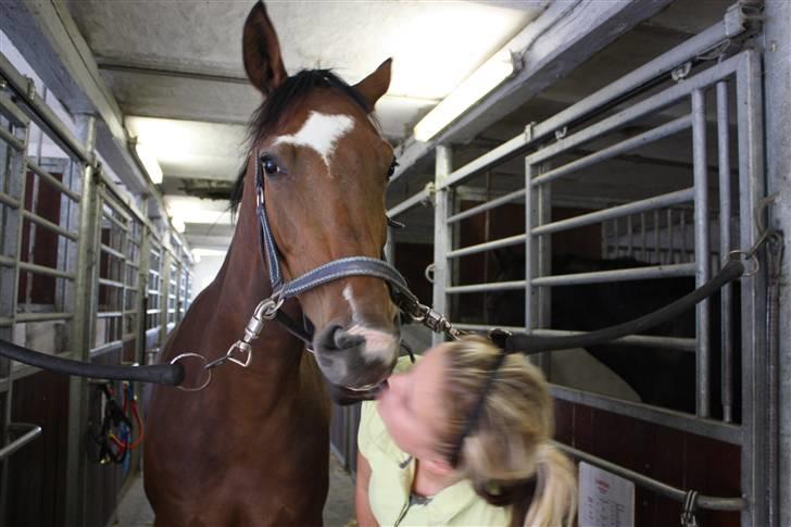 Dansk Varmblod Schwiggi Kira billede 5