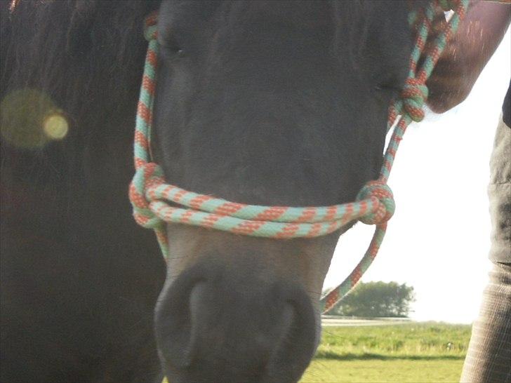 Anden særlig race "Prins" Rambo Maluri - Søøøde Prins<3 Foto: Anne Mette billede 14