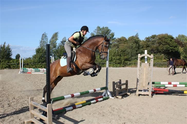 Dansk Varmblod Schwiggi Kira billede 7