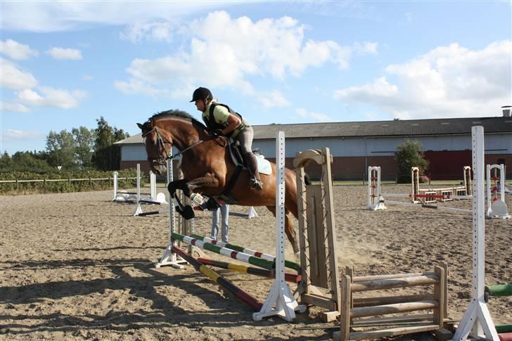 Dansk Varmblod Schwiggi Kira billede 8