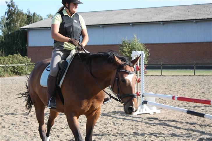 Dansk Varmblod Schwiggi Kira billede 9