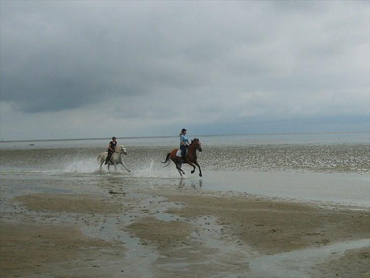 Anden særlig race San Diego - Vores første strandtur sammen :´) <3  *Foto:Uwe* billede 7