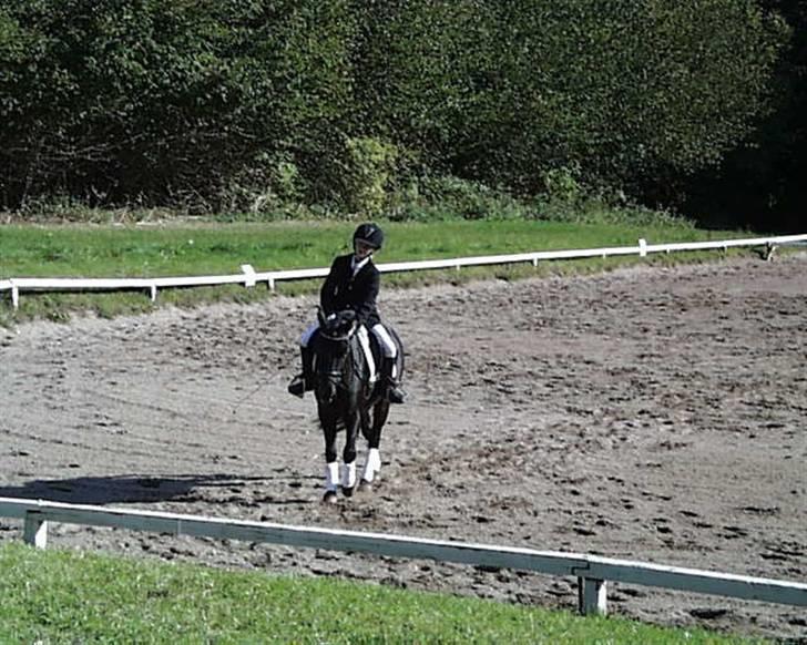 Gotlandsruss Tapan's Fagot ~A-Pony~ (solgt) - Min dejlige pony:) :) sommer 2009 billede 9