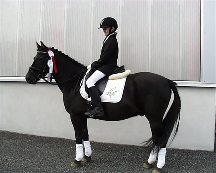 Gotlandsruss Tapan's Fagot ~A-Pony~ (solgt) - Super godt gået Fagot:) billede 10