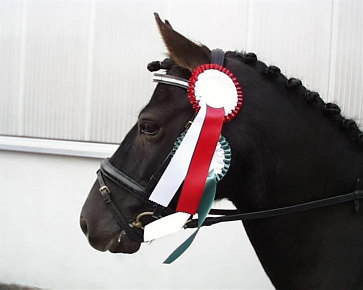 Gotlandsruss Tapan's Fagot ~A-Pony~ (solgt) - Min EGEN smukke "gotte" - Hvor er han dejlig!!! billede 11