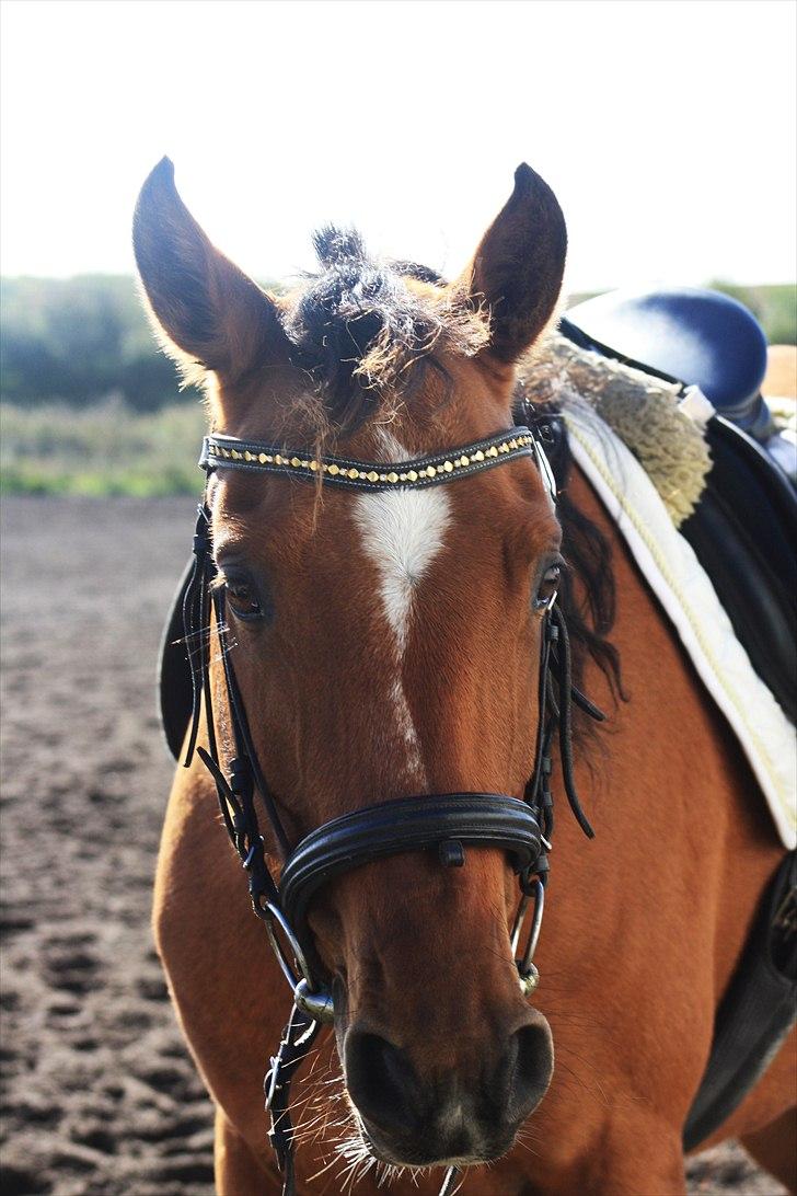 Anden særlig race San Diego - Smukke Diego :D<3   *Foto:Stine* billede 9