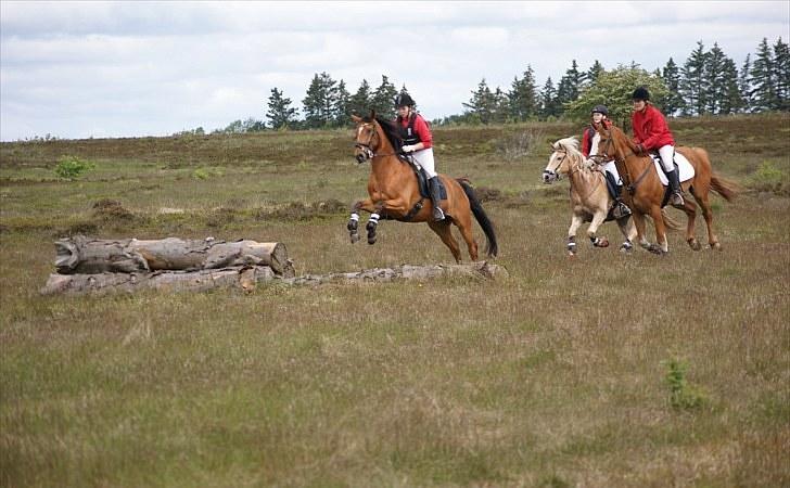 Anden særlig race San Diego - Til vores første Jagt :´D <33   *Foto:Janine* billede 11