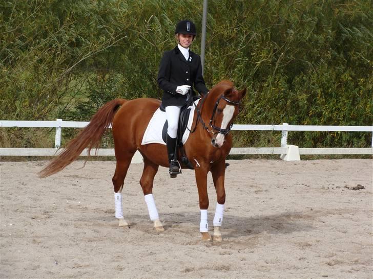 Hollandsk Sportspony Polly's Gold Boy - Velkommen til skønhedens profil (fra første stævne) billede 1