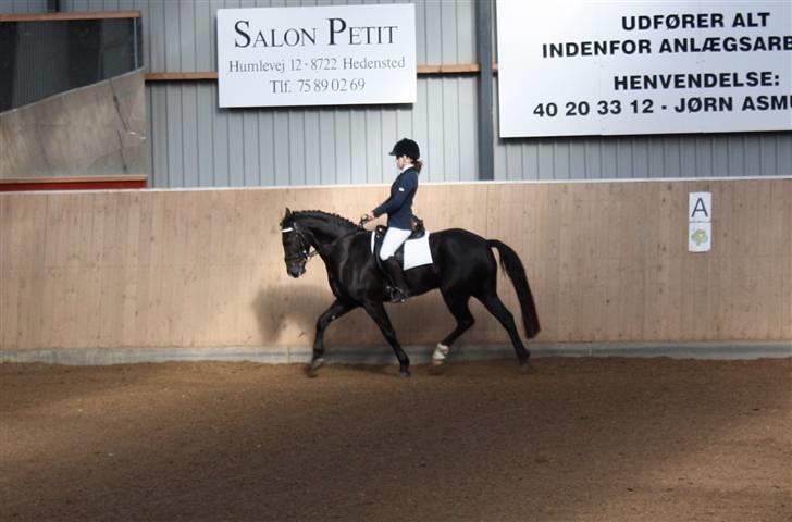 Welsh Cob (sec D) Højsgaard's Santos SOLGT - Taget af: Helena Knudsen  billede 6