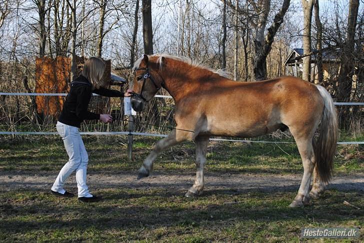 Haflinger Lukas - Spanske skridt - det går fremad! ;D *Foto: Katrine* billede 17