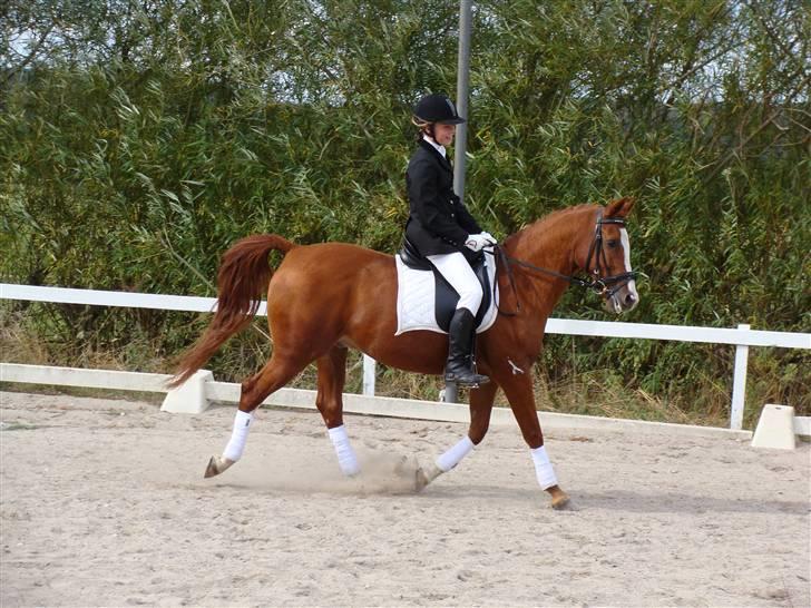 Hollandsk Sportspony Polly's Gold Boy billede 2