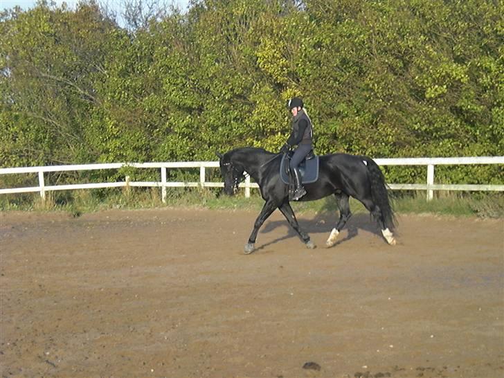 Anden særlig race Casmir <3RIP13 - det går frem med dressuren <3 billede 12