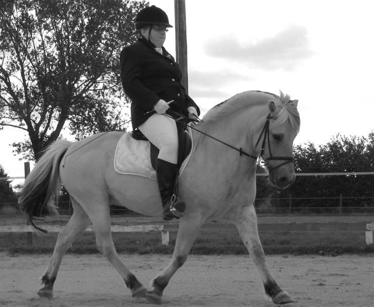 Fjordhest Sebastian  - stævne LD1 dressur billede 17