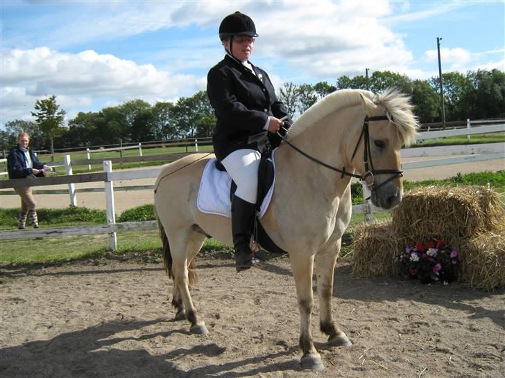 Fjordhest Sebastian  - klar til stævne billede 18