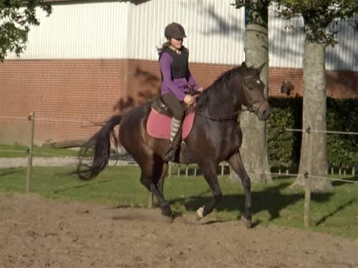 Anden særlig race *Pondus* SOLGT. - Under tilridningen. billede 13