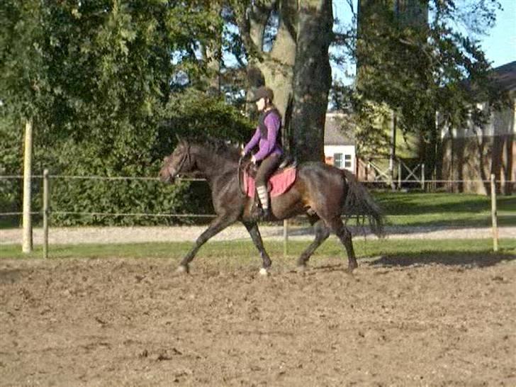 Anden særlig race *Pondus* SOLGT. - Under tilridningen. billede 14