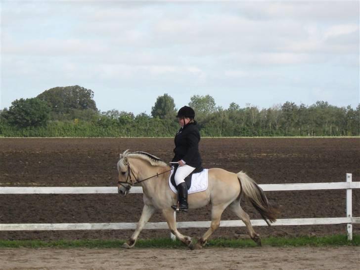 Fjordhest Sebastian  - opvarmning til stævne billede 19