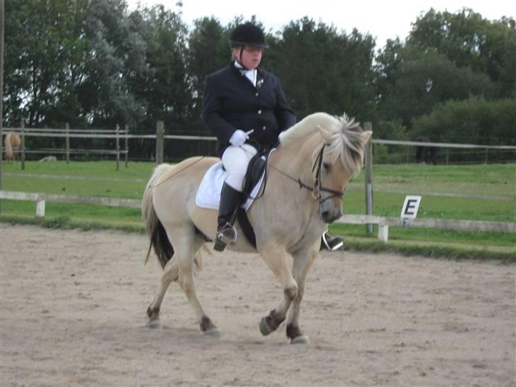 Fjordhest Sebastian  - dressur ld1, (kan den rytter dog aldrig korte de tøjler op hi hi) billede 20